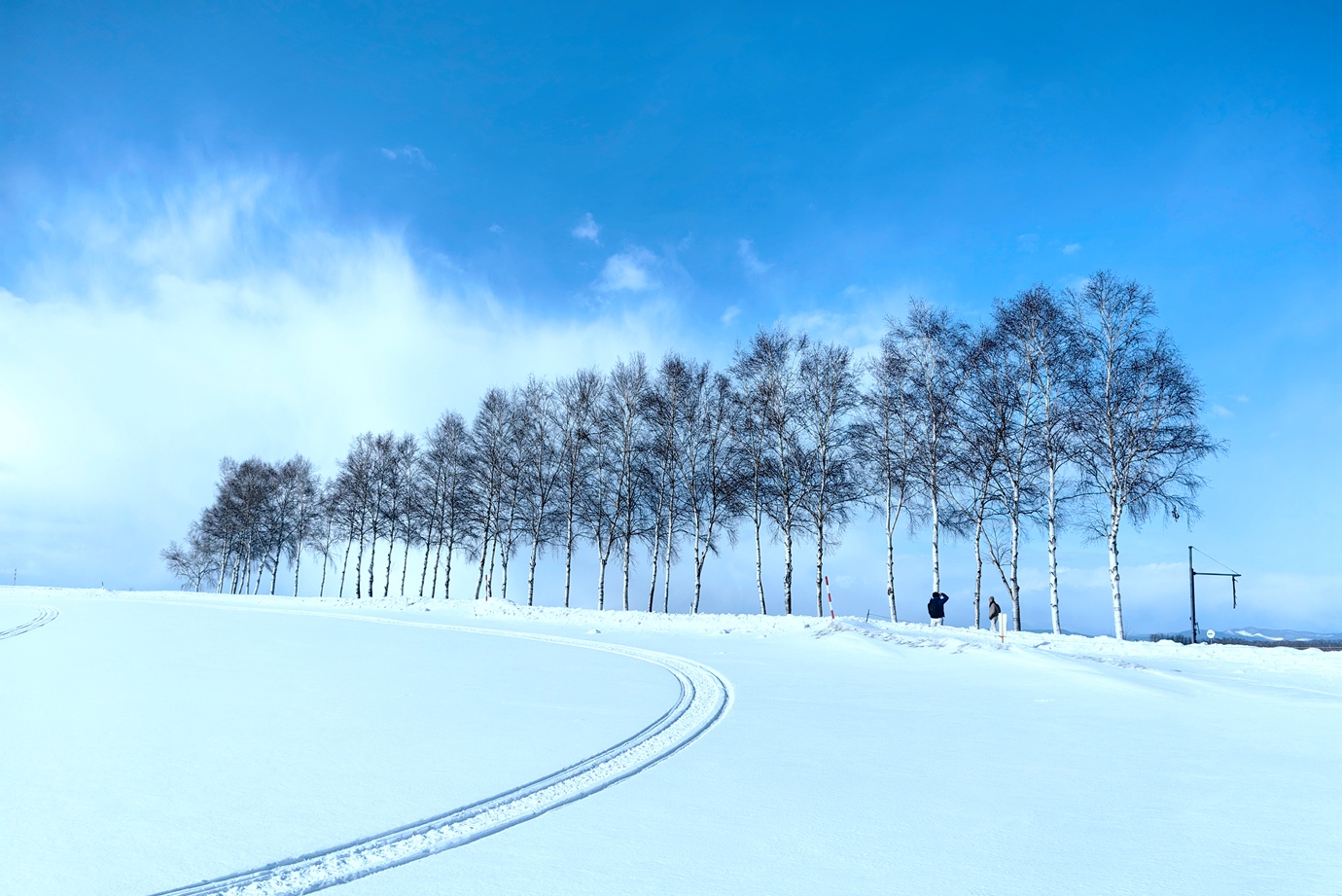 北海道美瑛-七星樹.聖誕樹.雪景