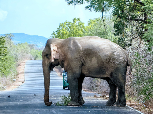 斯里蘭卡-雅拉國家公園 Yala National Park (動物之旅)